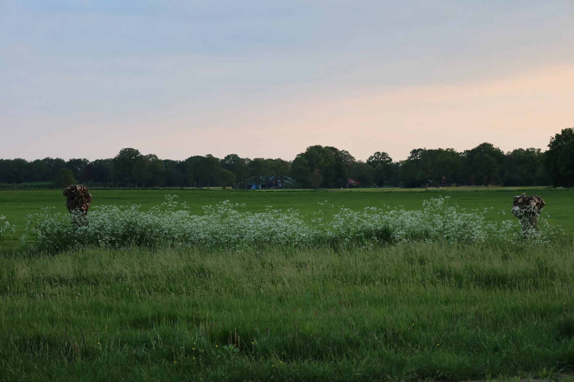Weiland met fluitenkruid bij het atelier